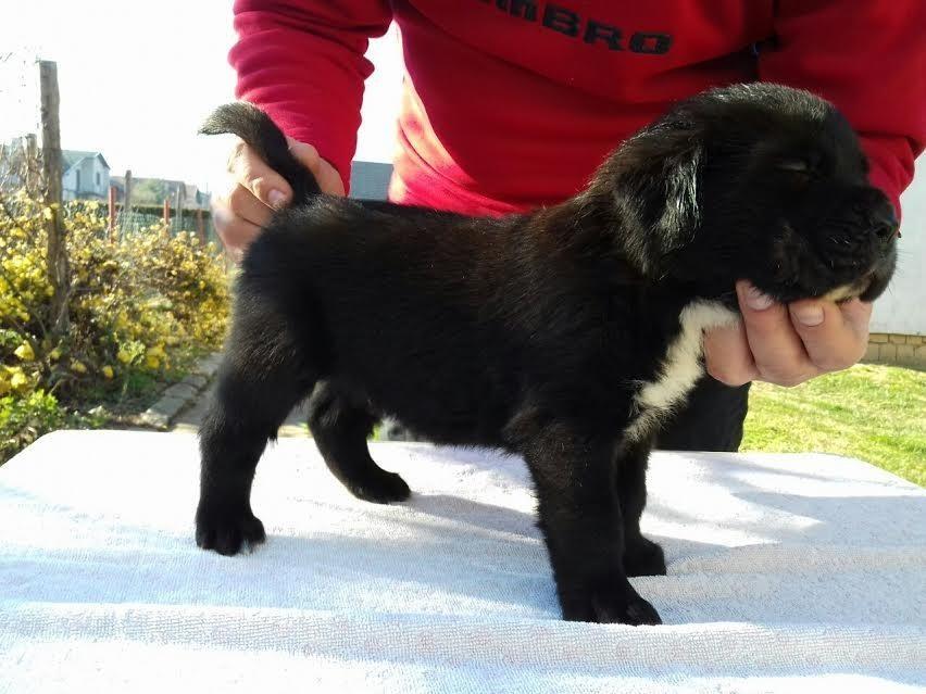 Cane-Corso-štenci