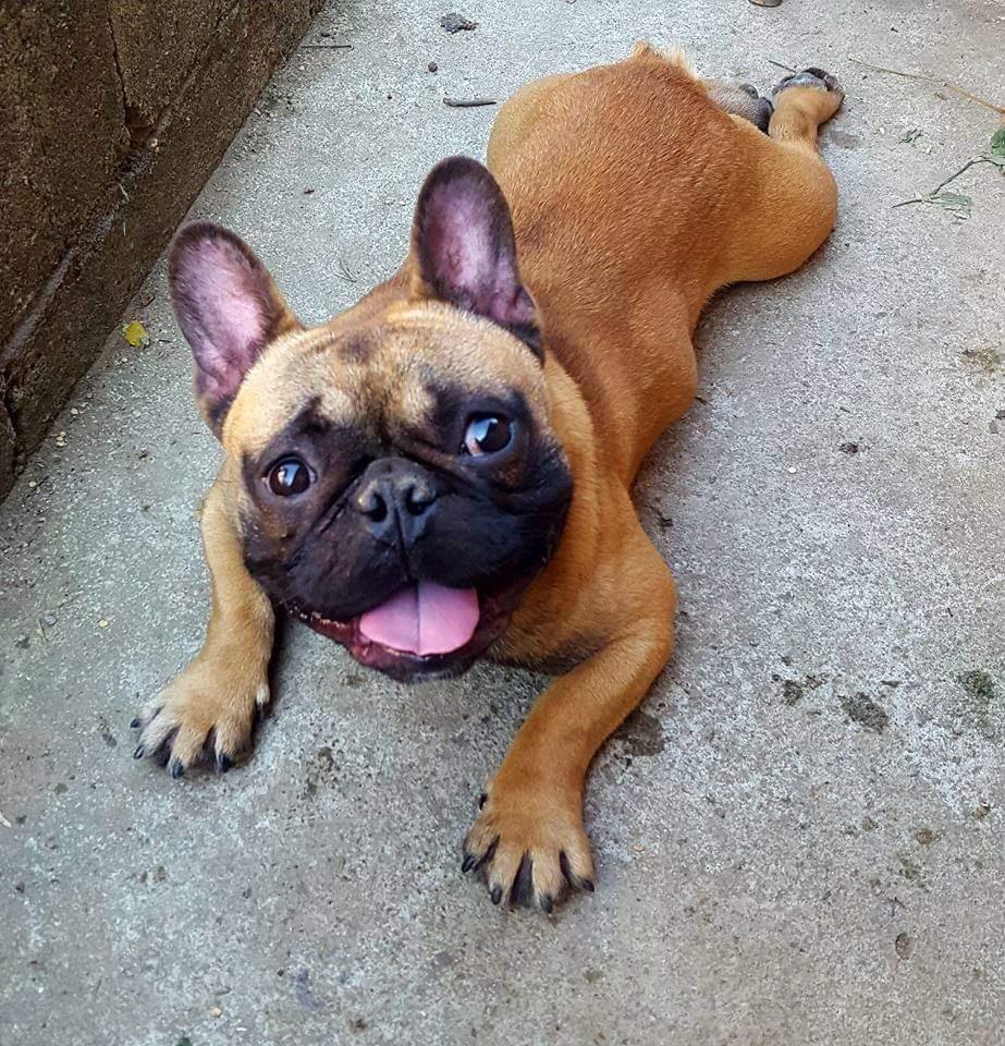 Francuski-buldog