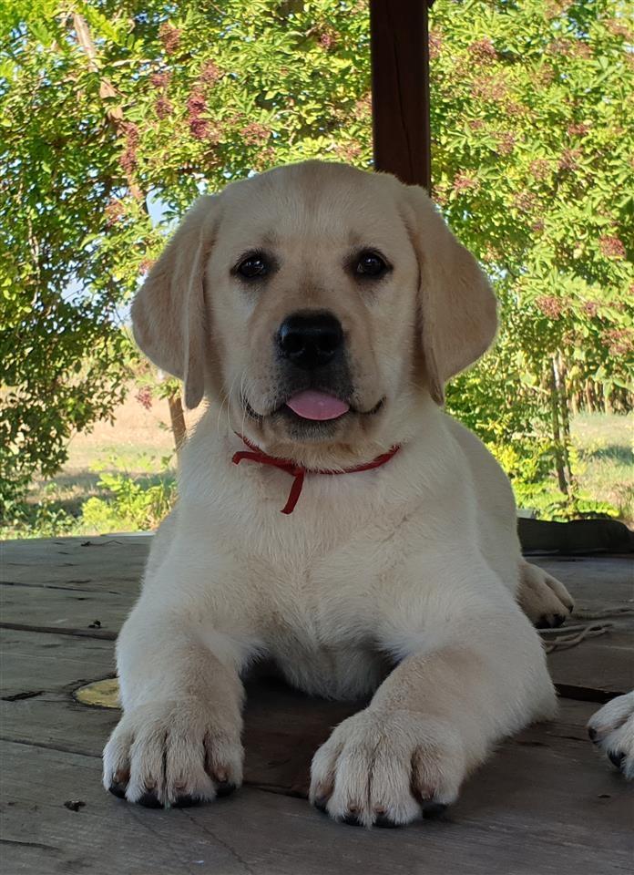 Izuzetna-štenad-Labrador-Retrivera