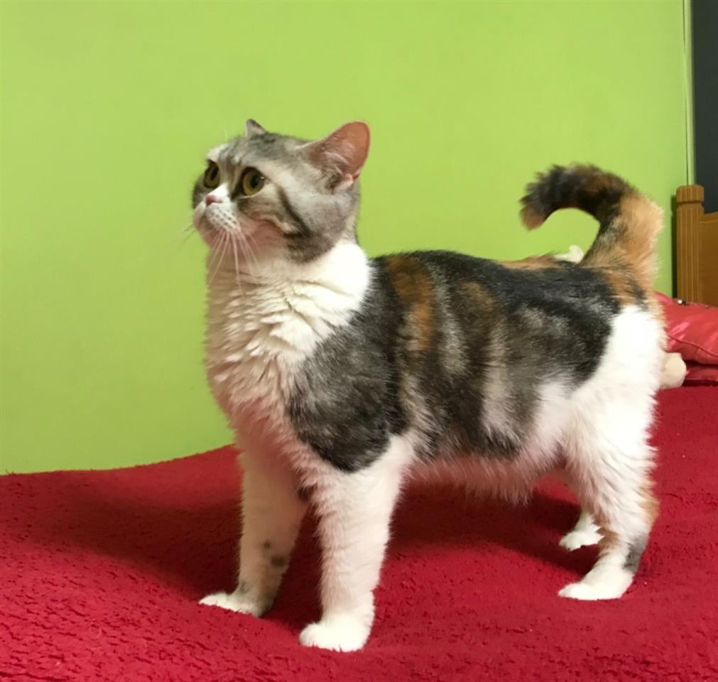 Foshnja-mahnitëse-Kittens-skocez-të-deleve