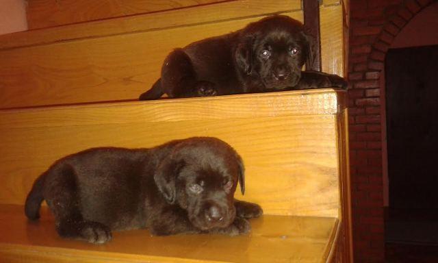 Labrador-stenci-braon-boje