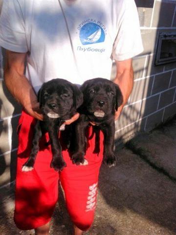 Cane-corso-stenci