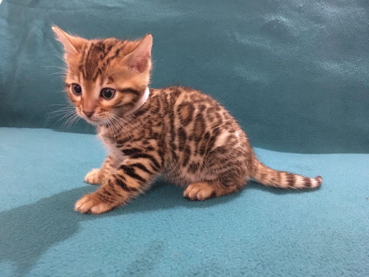 Silver-Bengal-Kittens-