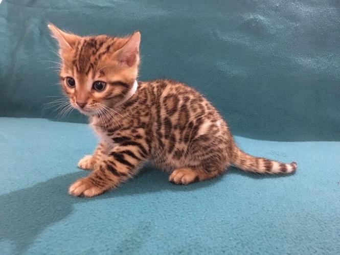 Silver Bengal Kittens 