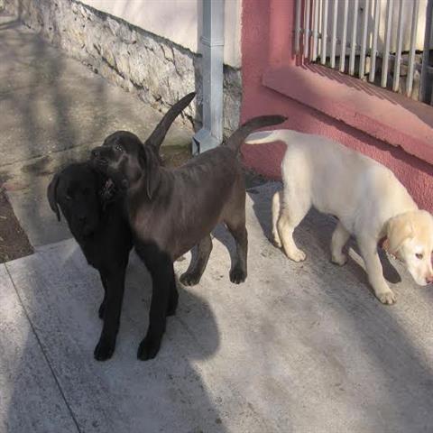 Labrador Retriver
