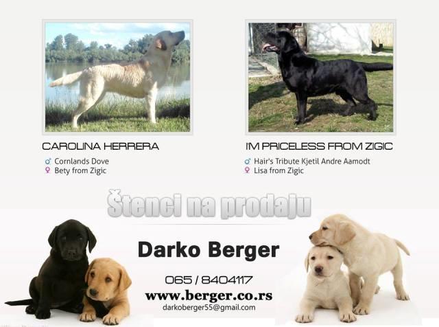 Labrador-stenci-izlozbenog-kvaliteta