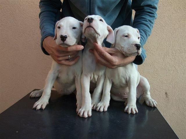 Dogo-Argentino-stenad