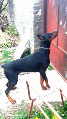 Doberman-zenka-na-prodaju
