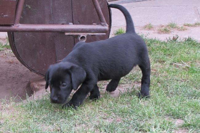 labrador-retriver-stenad