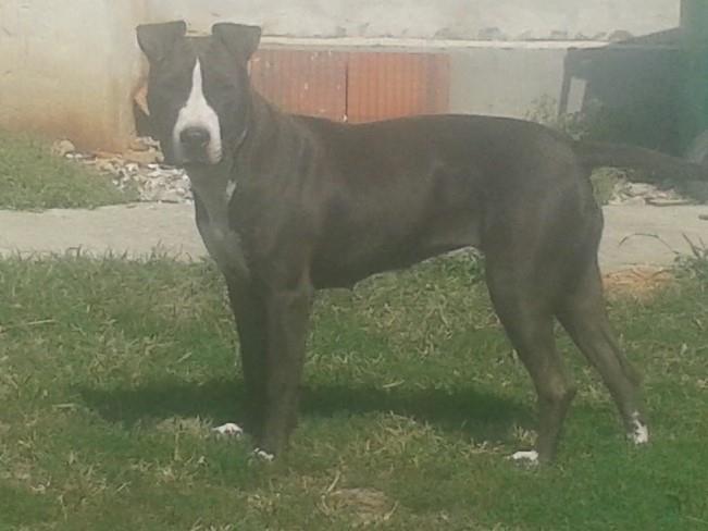 Pit bull 
