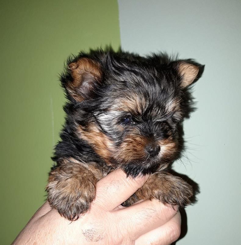 Mini-jorki-decko