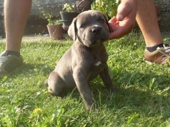 Cane-Corso-stenci