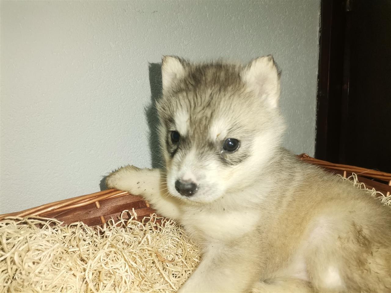 Sibirski-haski-
