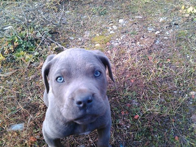 Cane-Corso