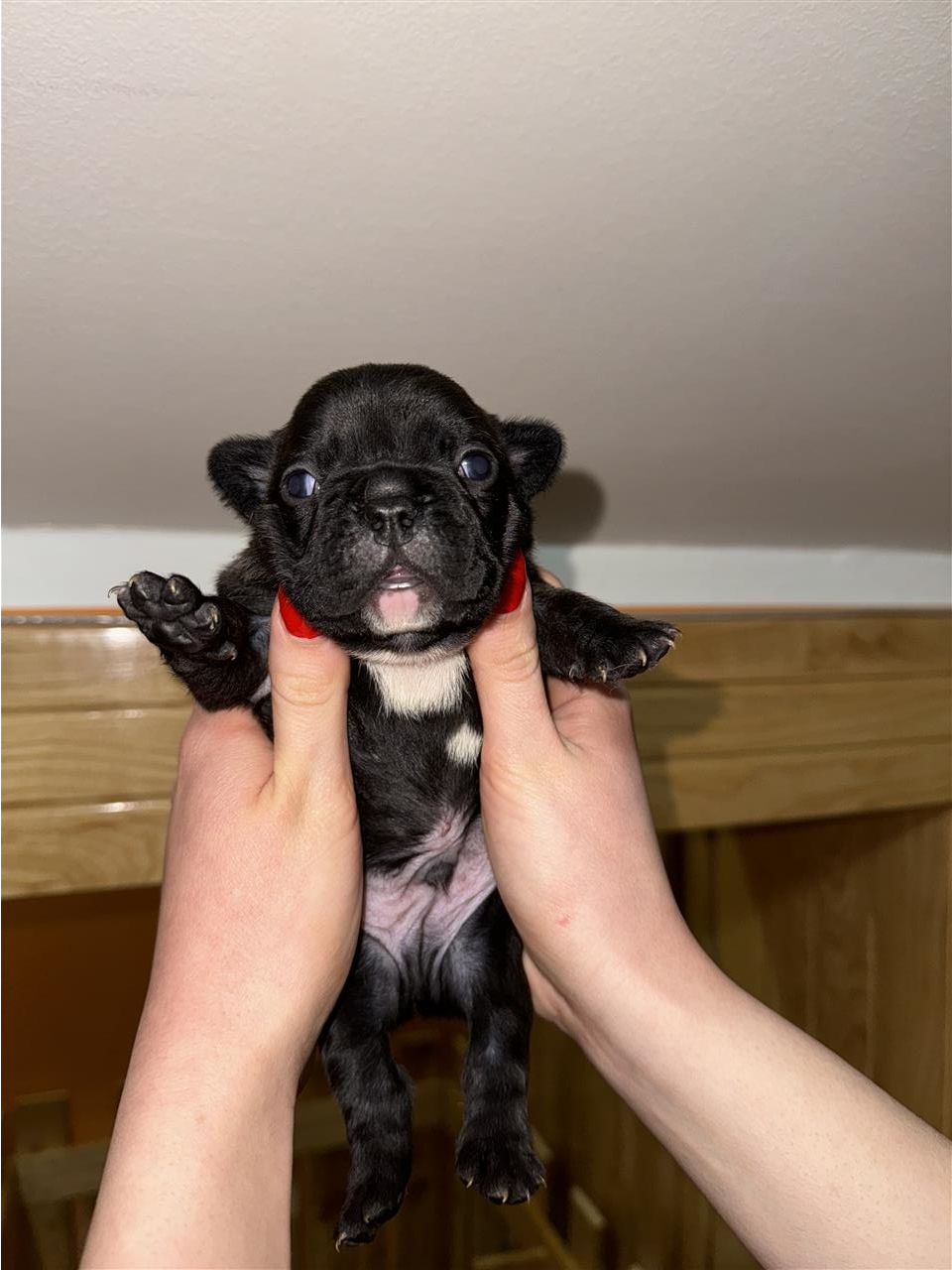 Francuski-buldog-