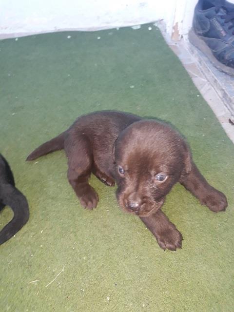 Labrador-stenci