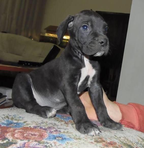 Cane-corso-stenci
