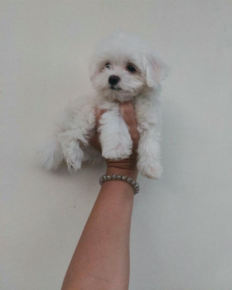 Mini-maltezer