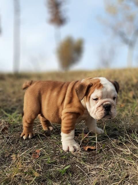 Engleski-buldog-