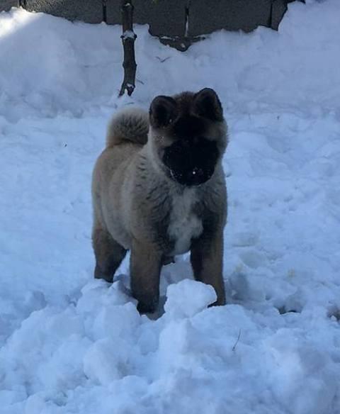 Američka-Akita--prelepi-štenci