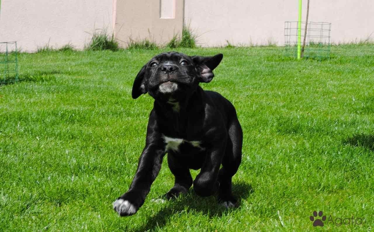 Cane-corso-stenci