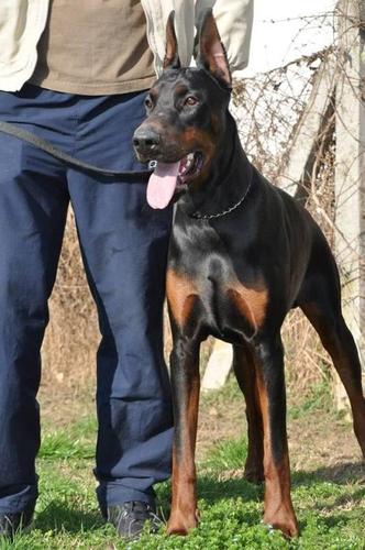 Doberman muzjak za parenje 