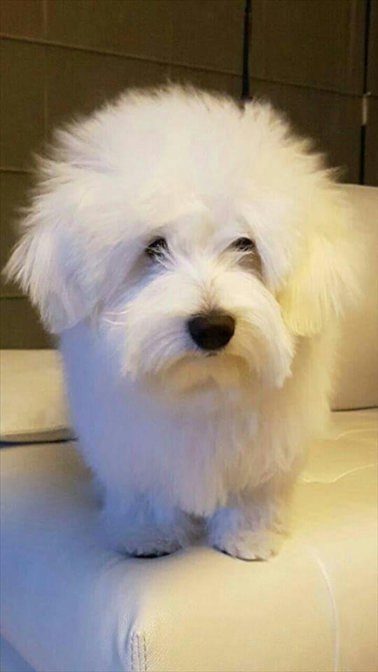 Cotton-de-Tulear