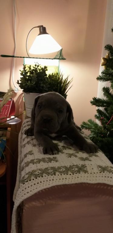 Cane-corso-štenci