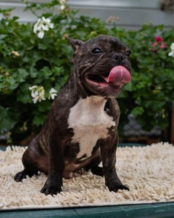 Francuski-buldog-štenci-
