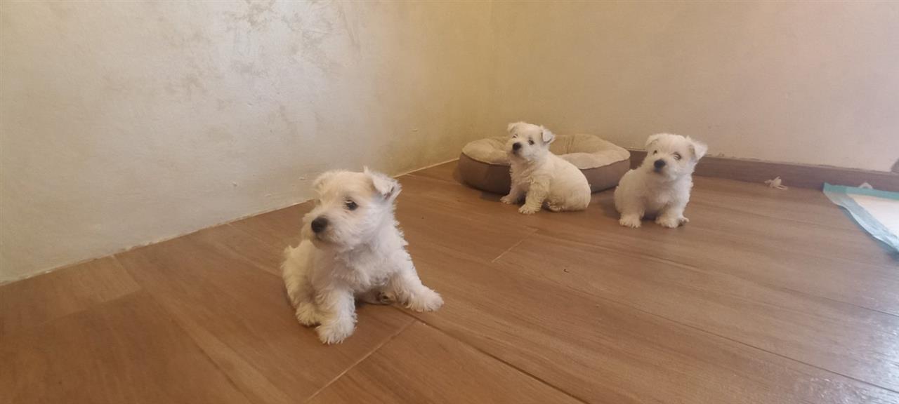 Westika