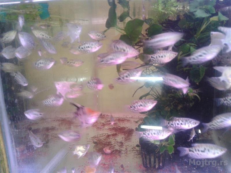 Akvarijumske Ribice Veliki Izbor Novi Sad