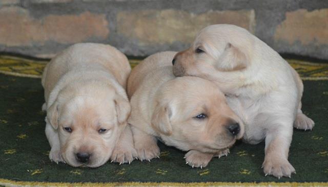 Labrador-stenci