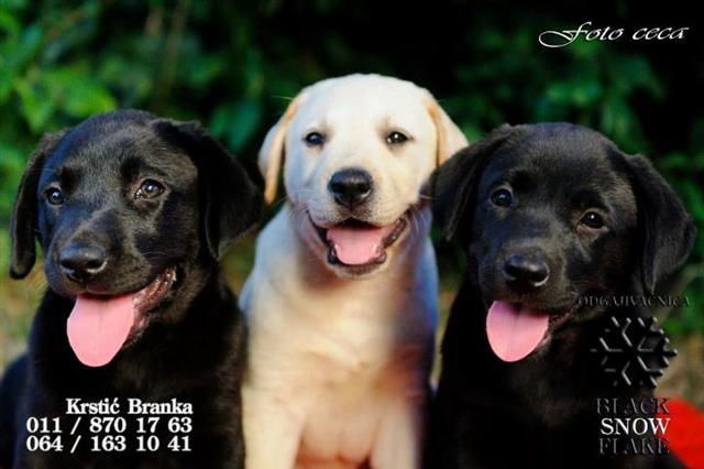 Stenad-Labrador-Retrivera--izlozbeni-primerci