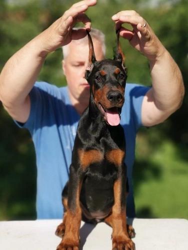 Dobermann štenad