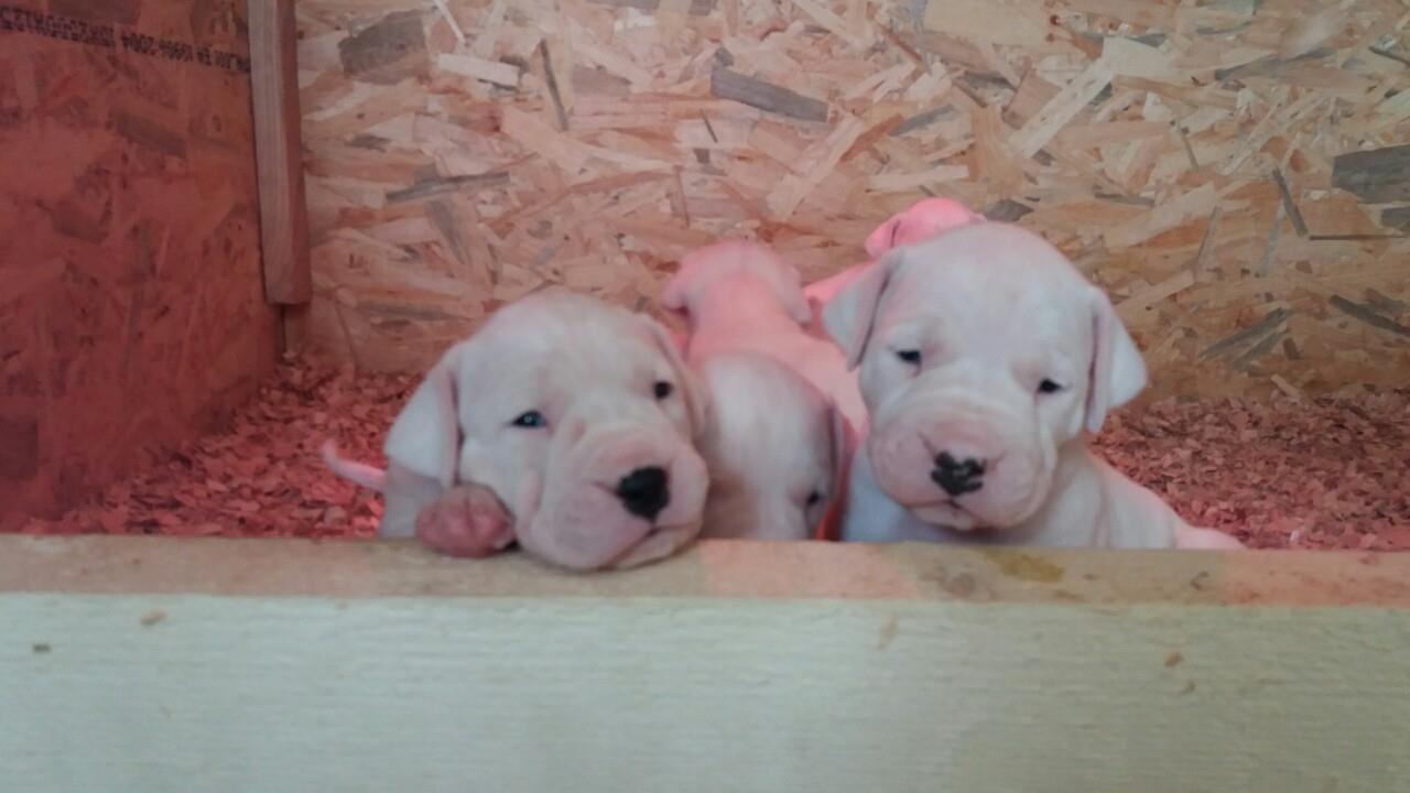 DOGO-ARGENTINO-štenad