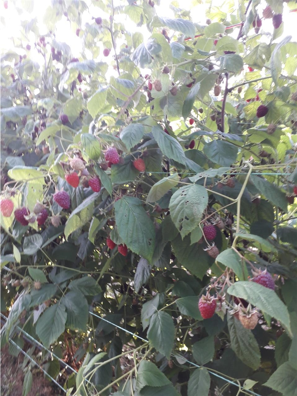 Potrebni-beraci-malina