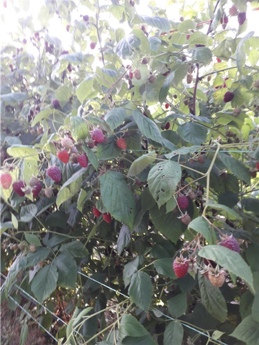 Potrebni beraci malina