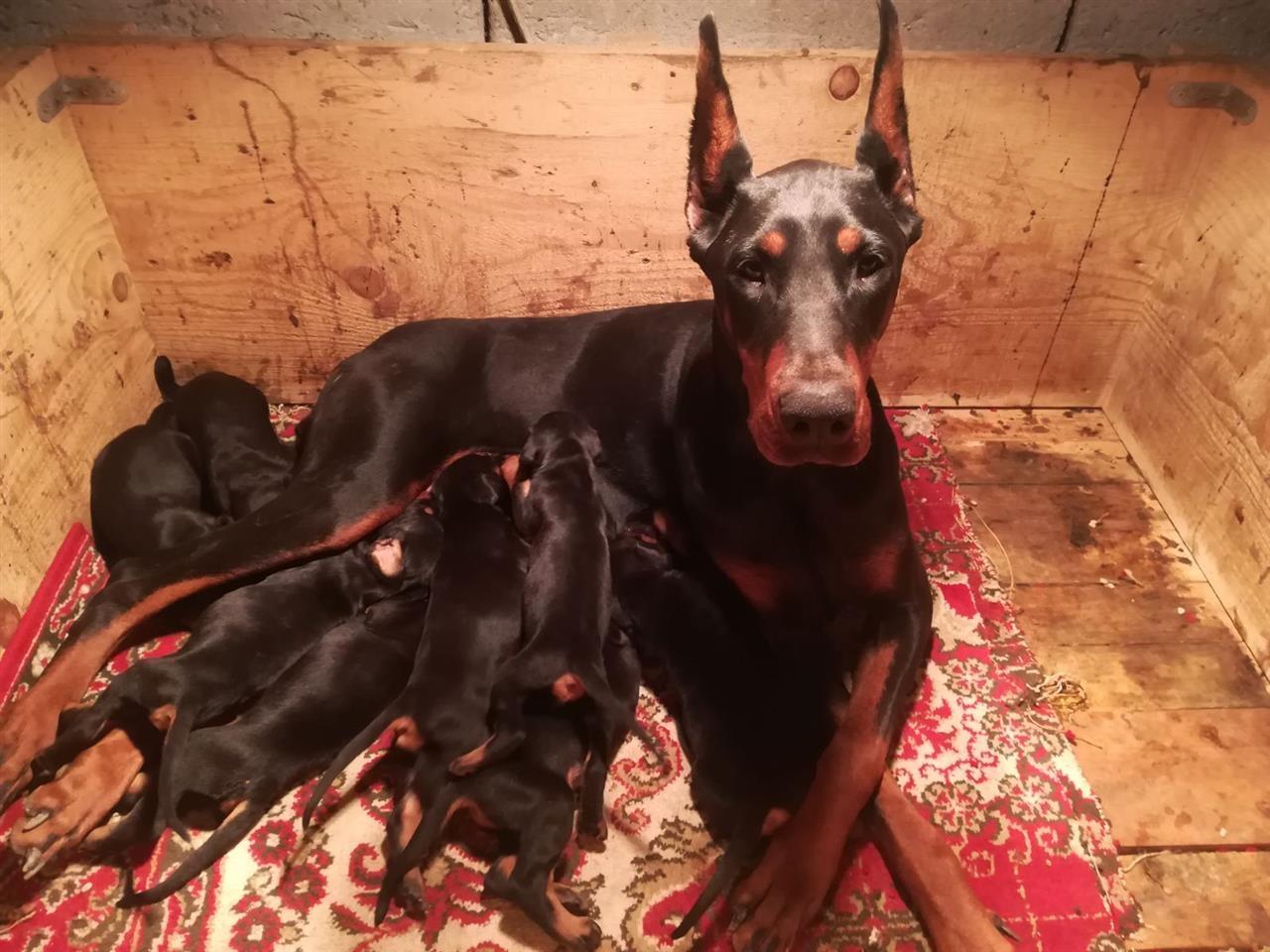 Doberman-štenci