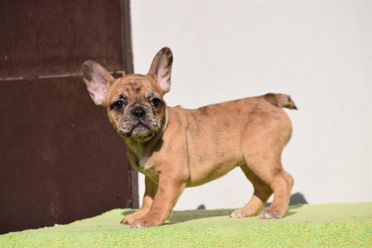 Francuski-buldog--zenke-