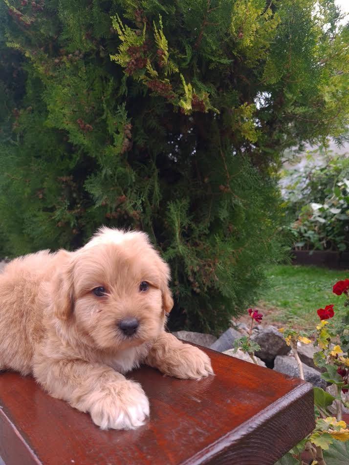 Goldendoodle
