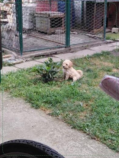 Toj-pudla--Toy-Poodle-