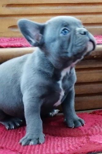 Francuski buldog štenci
