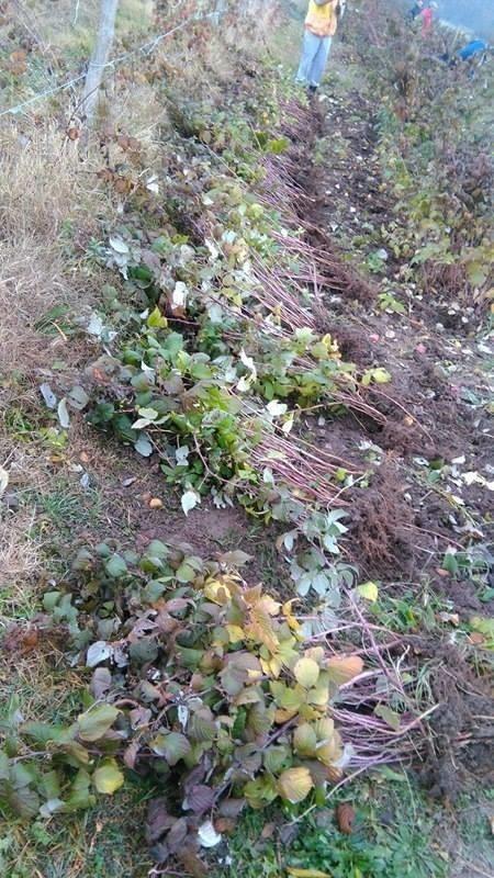Sadnice-maline-Polana