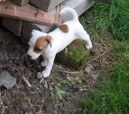 Jack-Russel-Terrier