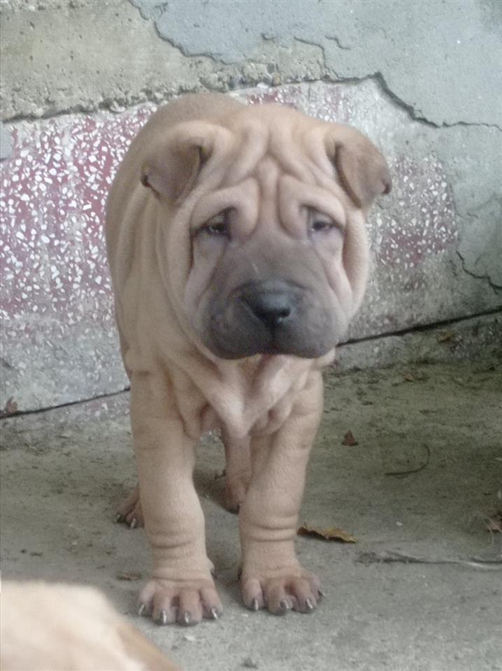 Šar-pej--Shar-pei--štenci