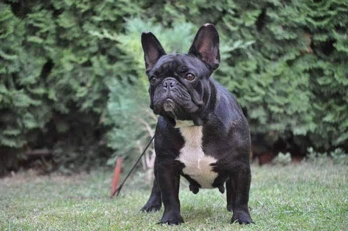 Francuski-buldog