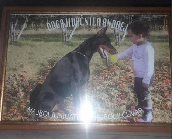 Doberman