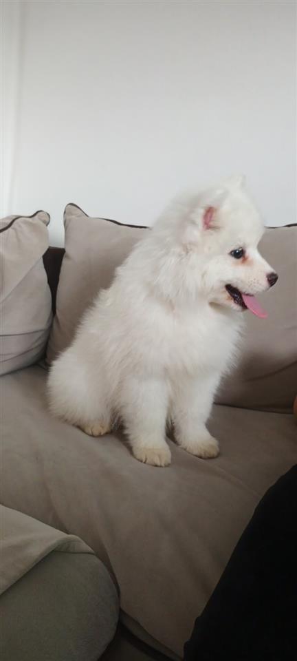 Samojed-