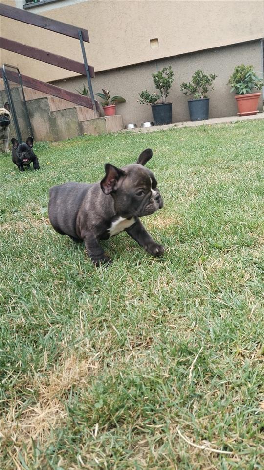 Francuski-buldog-štenci-