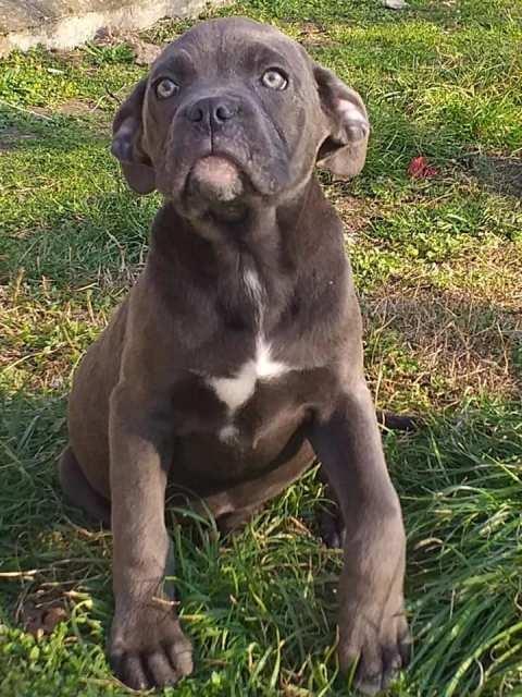 Cane-Corso--štenci
